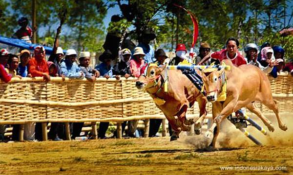 madura traditional bull race