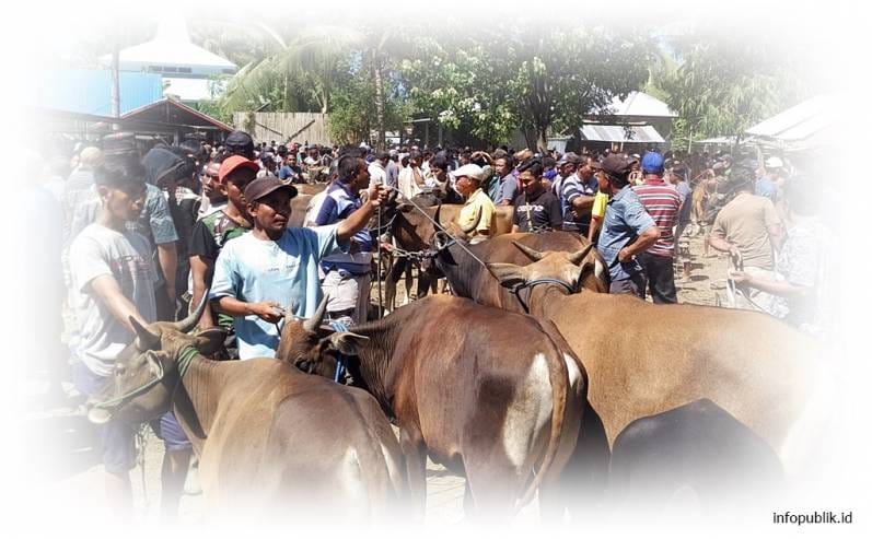 Loans Low Interest for Cow Breeders