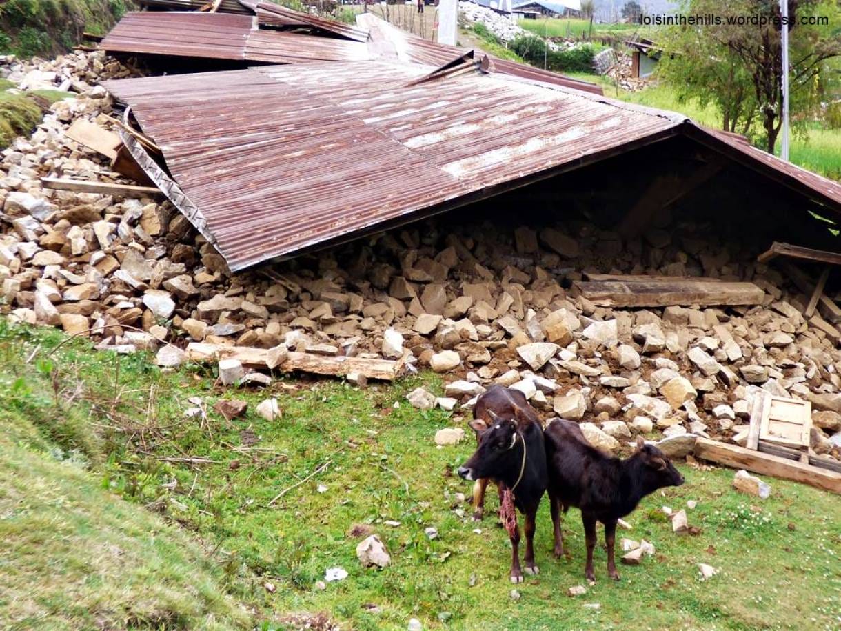 Dampak Gempa Bumi Pada Ternak Sapi Dan Cara Penanganannya