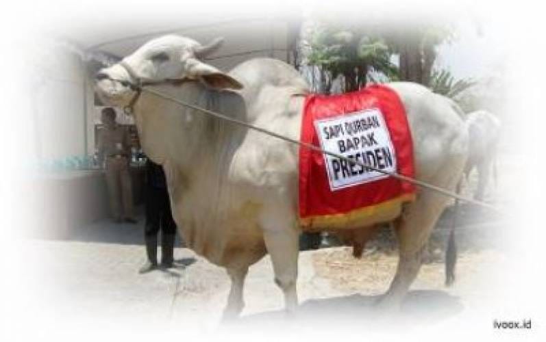 Qurbani For Hajj Business for Muslim Market: 5 Guides for Expanding Your Cattle Farming